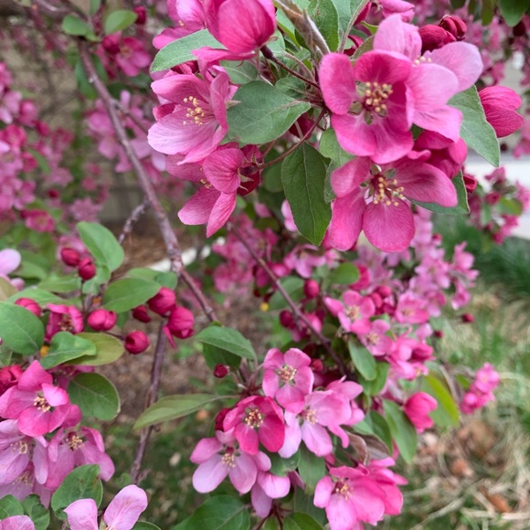dianab31